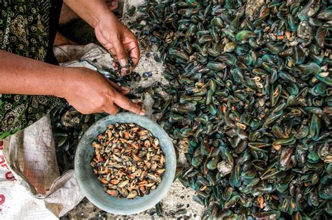 Ini Tantangan Pembudidaya Kerang Hijau di Gresik - Mongabay.co.id