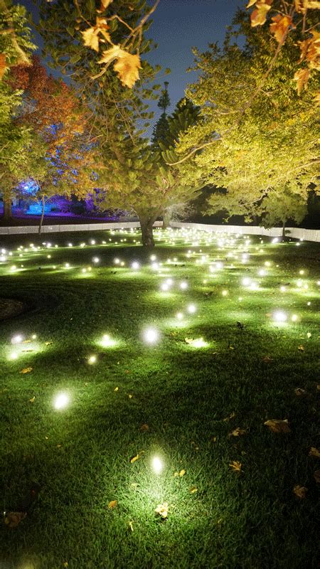 Firefly Field at Vivid Sydney | Led garden lights, Light installation, Firefly lights