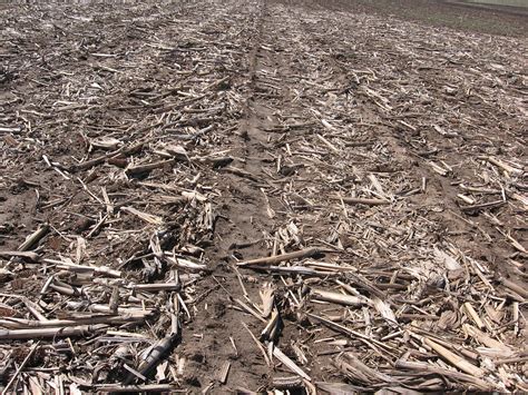 Can Tillage Help with Corn Insect Management? | Crop Science US