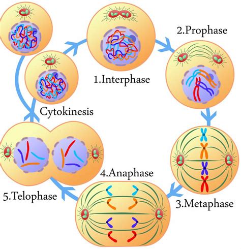 What is Cytokinesis? (with pictures)