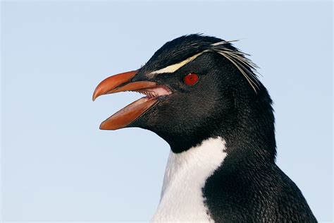 Rockhopper Penguin Behavior Quiz; Bring Your Imagination « Arthur Morris/BIRDS AS ART