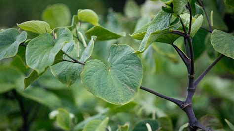 What Is Kava? Origin, Benefits, and Precautions | Psych Central