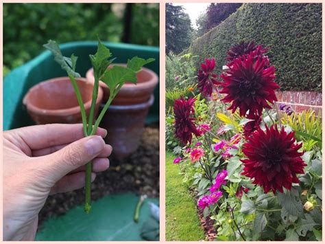 Are you a Dahlia debutante growing Dahlias for the first time this year? Have you grown them ...