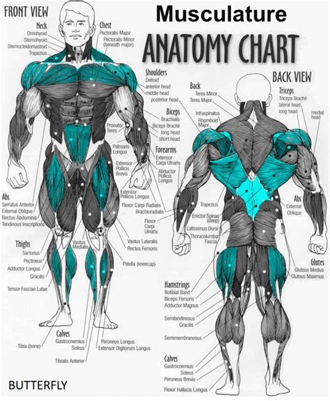 Admiring Swimmer Muscles by Stroke