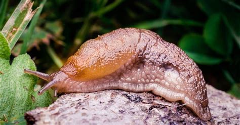 10 Notable Facts About Slugs - A-Z Animals