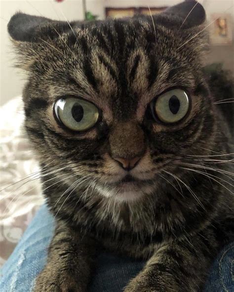 Meet The New Grumpy Cat Called Kitzia That Looks Even Angrier Than Her Late Predecessor-21 | Catlov