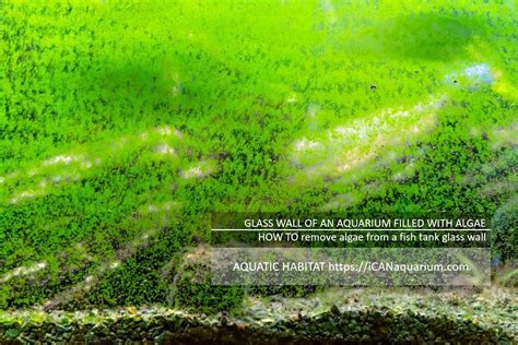 HOW TO Remove Algae From A Fish Tank Glass Wall 2023 - OZPOLISH