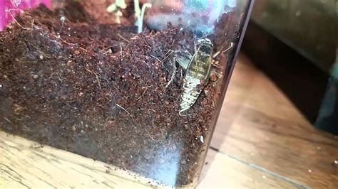 Cricket laying a egg in the substrate. - YouTube