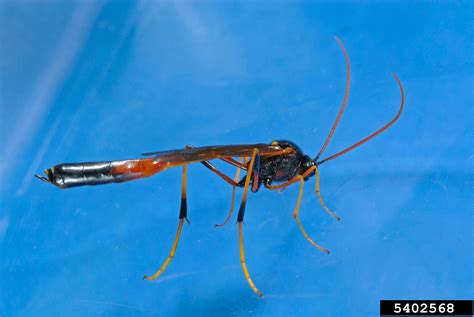 Sphecid wasp (Genus Ammophila)