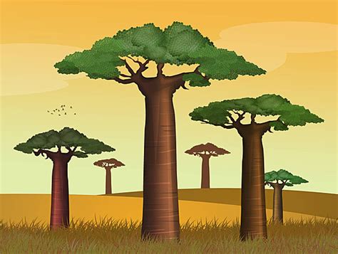 Baobab Tree Object Plant Cartoon Vector, Tree, Object, Plant Cartoon PNG and Vector with ...