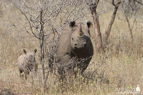 Black Rhino Cow & Calf | AfricaHunting.com