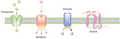 Examples of the action of transmembrane proteins | Learn Science at ...