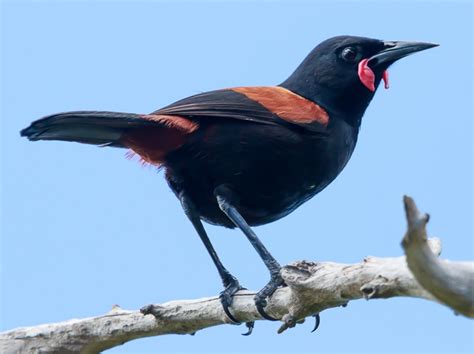 North Island Saddleback - New Zealand Bird Atlas