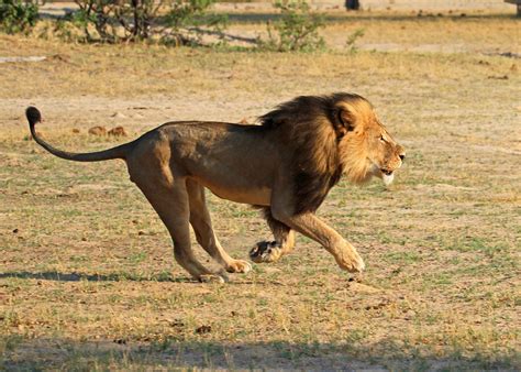 Lion hunting is booming, and Americans do most of the killing | Reveal