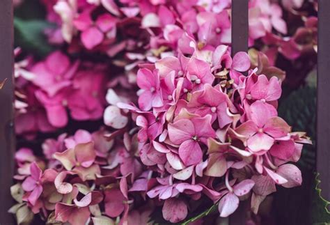 Premium Photo | Pink hydrangea behind a metal wrought-iron fence
