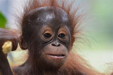 Baby_3 - Borneo Orangutan Survival Australia