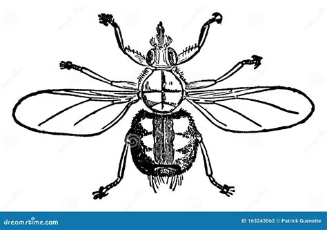 Spider Fly, Vintage Illustration Stock Vector - Illustration of insects ...