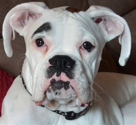 This is a white Boxer puppy named Loki :) | White boxer dogs, Boxer dogs brindle, Boxer dogs