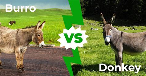 Difference Between Ass And Donkey – Telegraph