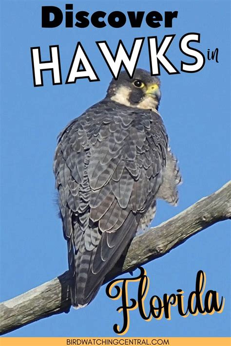 9 Hawks in Florida - Birdwatching Central