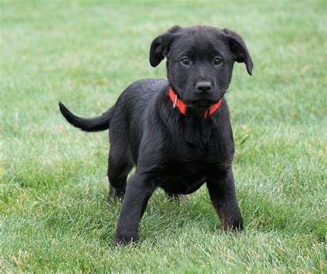 Rottweiler/ Lab Mix Puppy For Sale Fredericksburg, OH Female- Trixie ...