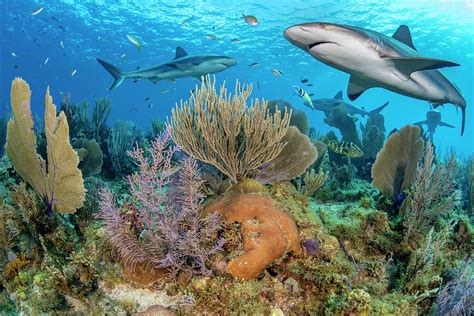 Caribbean Reef Sharks Over A Coral Reef, Cuba, Caribbean Sea Photograph ...