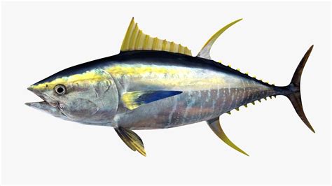 3d realistic yellowfin tuna model