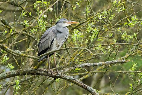 British Coastal Birds | Everything is Permuted