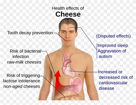 Health Effects Of Cheese - Disadvantages Of Cheese, HD Png Download - 1500x1085(#3409177) - PngFind