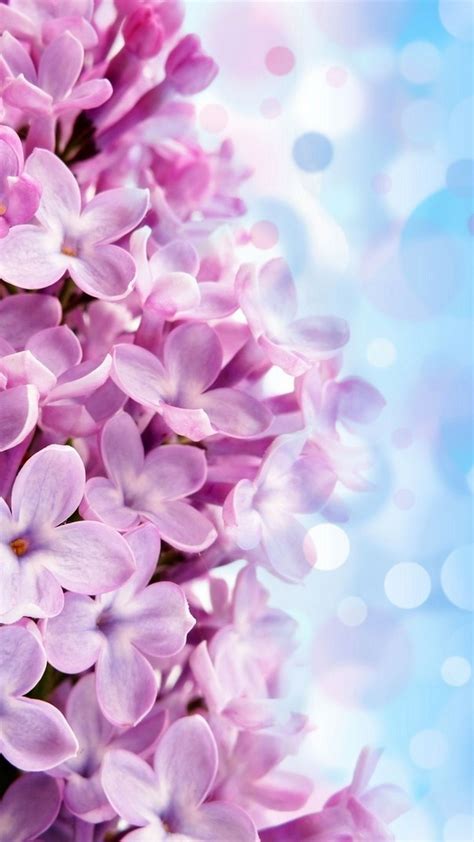 iPhone Wallpaper HD Purple Flowers – Cute Wallpapers 2022