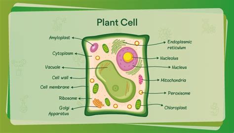 Plant Cell 3D Model – Definition, Parts, Structure, and Diagram in ...