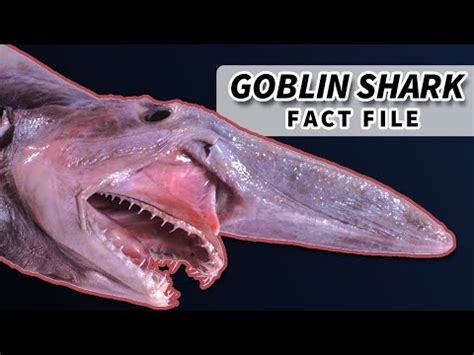 Goblin shark: characteristics, habitat, nutrition, behavior - science ...