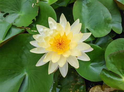 Yellow Lotus Flower in the Nature Background. Stock Photo - Image of floral, botany: 124269000