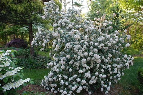 December Garden Classic – Prague Viburnum | What Grows There :: Hugh Conlon, Horticulturalist ...