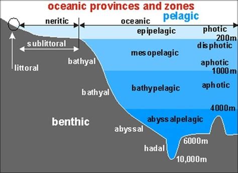 Marine Ocean Zones Diagram | Quizlet