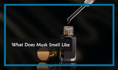 What Does Musk Smell Like: Exactly What You Need to Know -My Custom Scent