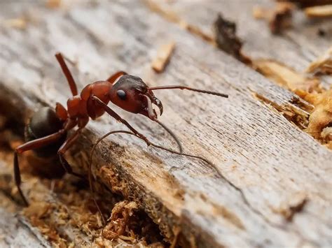 Carpenter ant bait tips and tricks - Pest Control Tips and Advice