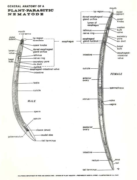 Nematode Anatomy - Anatomy Book