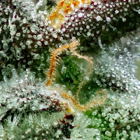 Blue Dream Strain: A Complete Guide to its Origins, Effects, and Benefits | Pacific Stone ...