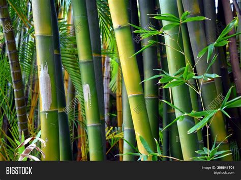 Texture Green Bamboo, Image & Photo (Free Trial) | Bigstock