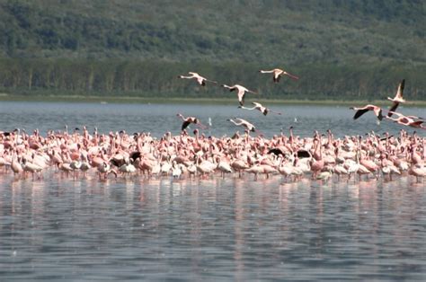 LAKE NAKURU NATIONAL PARK – Karibu Safaris