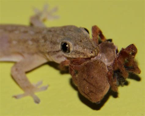 Common House Gecko Facts and Pictures | Reptile Fact