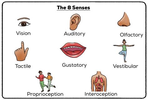 Sensory Memory (Definition + Examples) | Practical Psychology