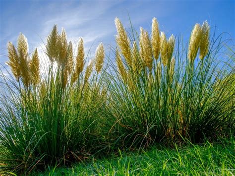 Pampas Grass Plants - How Can I Get Rid Of Pampas Grass