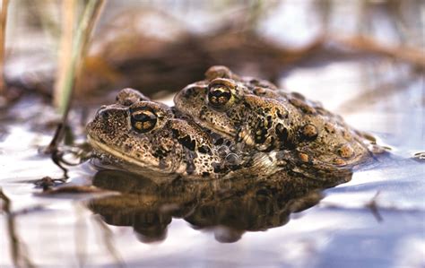 Western Toad - Yellowstone National Park (U.S. National Park Service)