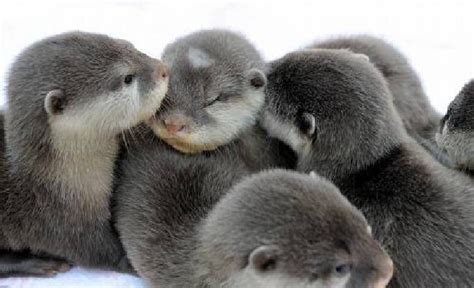 GIANT OTTER PUPS _ SO CUTE | Schattige babydieren, Schattigste dieren, Dieren mooi