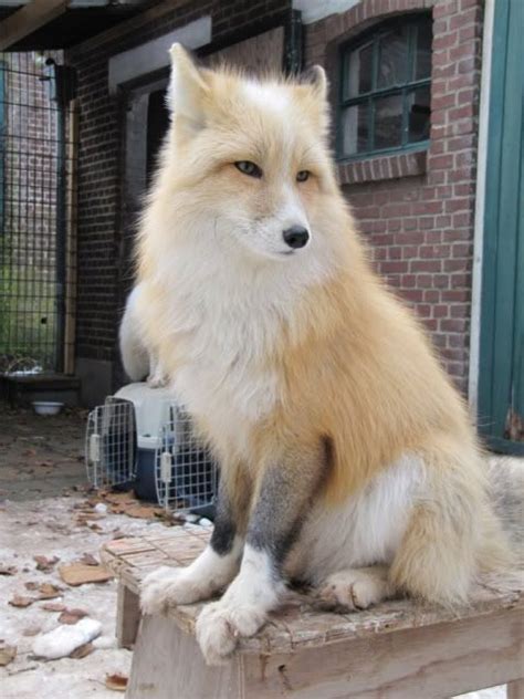 Siberian fox | Pet fox, Pretty animals, Pets