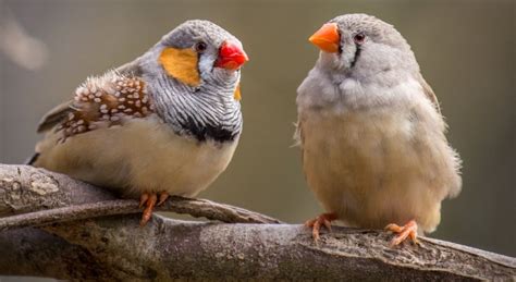 Zebra Finches - Dale Mabry Animal Hospital