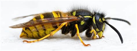 Wasp Control - How To Get Rid of Wasps | Pest Control Companies