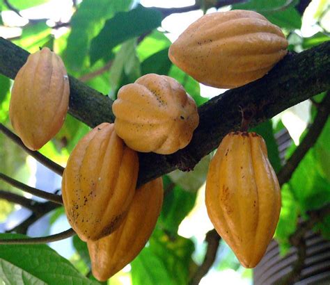 greeny crops: Cocoa bean, seed of Theobroma cacao (The Fruit of Gods)